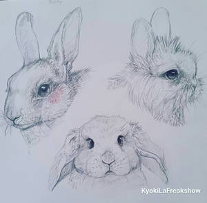 bunny sketches 