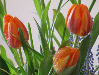 Three Beautiful Tulips