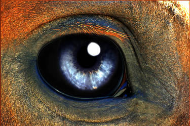 Horse eye aquarius style