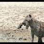 Hyena and Wildebeest Leg