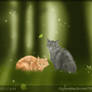 The Forest Cats