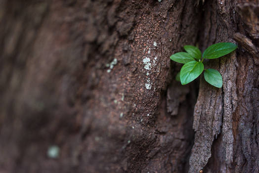 Leaves growing through crack in bark.