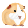 Guinea Pig