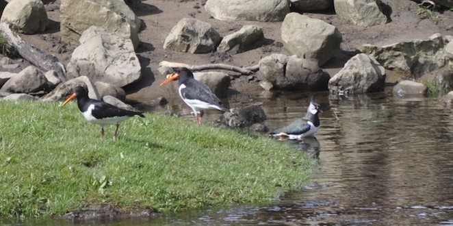 peewits/oystercatchers.