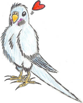 Budgie
