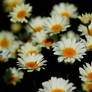 Oppsy Daisies