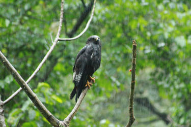 Augur Buzzard by JodieJJ