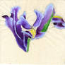 Iris painting