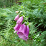 Glentress Flower