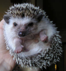 My little Ichimaru hedgehog 2