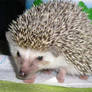 My little Ichimaru hedgehog