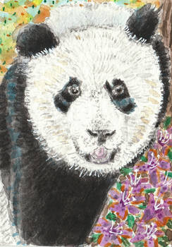 Panda  Bear flowers watercolor  ACEO painting