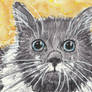 Gray  and white cat  face  watercolor  aceo