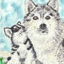 Siberian Husky puppy  watercolor aceo painting