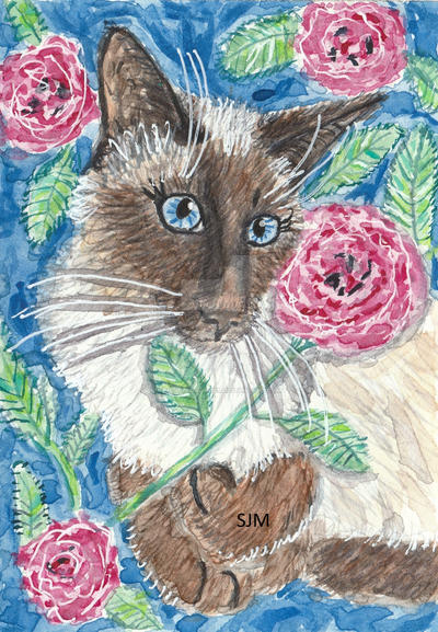Siamese cat watercolor painting by tulipteardrops on DeviantArt