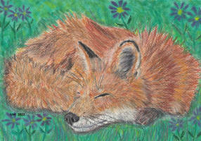 Sleeping fox pastel and colored pencils
