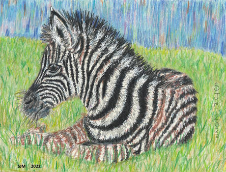 Zebra in colored pencils