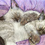 Siamese kittens India ink painting