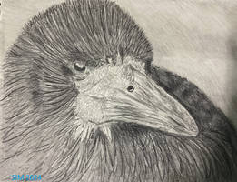 Crow pencil drawing