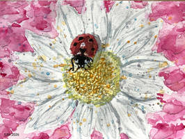 Lady bug on flower aceo watercolor painting