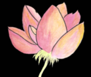 Lotus