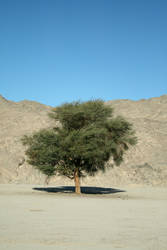 Tree in Egyptian Desert