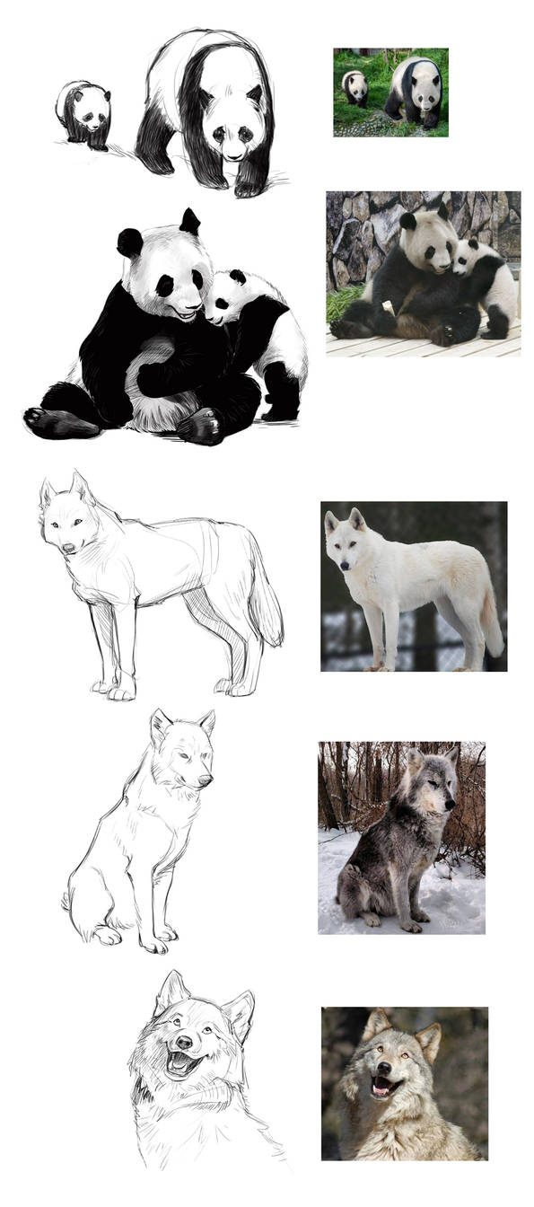 Pandas and Wolves by AzaleasDolls on DeviantArt