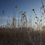 Wintery reeds