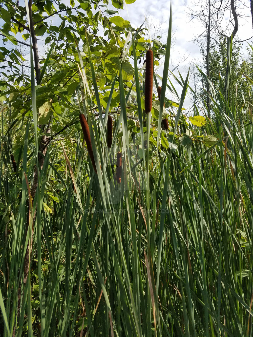 Cattails by Fur-nado on DeviantArt