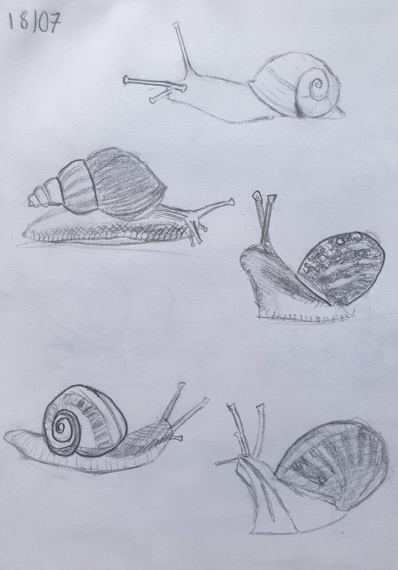 Drawable Snails Day 18: 5 Drawings of Snails by TheSolitaryTrickster on DeviantArt