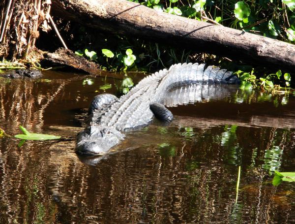 Gators