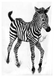 Baby zebra