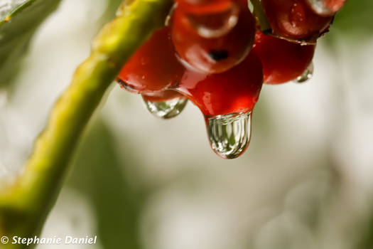 Berries Weeping