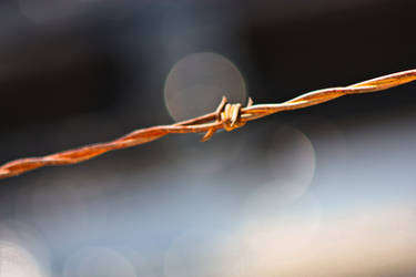 Rusted Barbed Wire