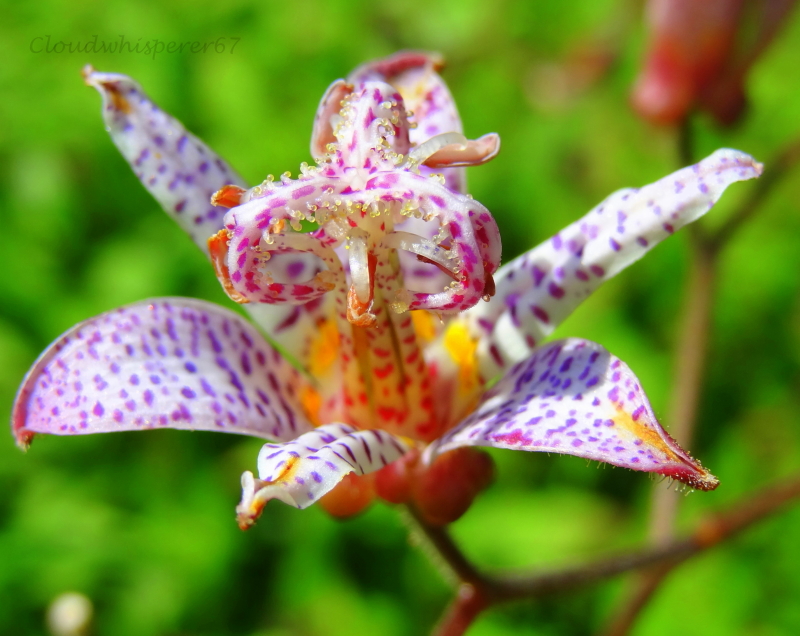 The Rainbow Flower - the Gorgeous Tricyrtis