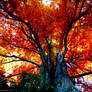 Russet Whispers... Foliage with a Red Shimmer