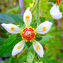 The Mesmerizing Helix Flower