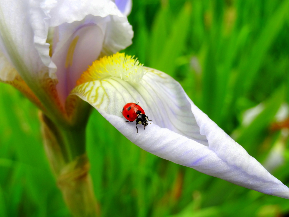 Ladybug Wandering on a White Iris