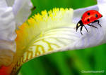 Ladybug Going Downtown by Cloudwhisperer67