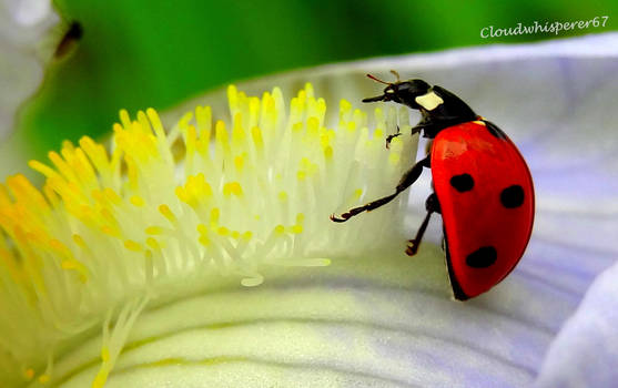 How to brush your teeth when you're a tiny ladybug