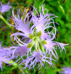 The Tortuous Flower by Cloudwhisperer67