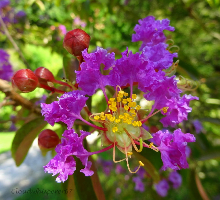 An Amazingly Sophisticated Purple Flower