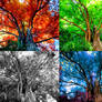 Colorful Foliage Whispers --- Photomontage 1 (x4)