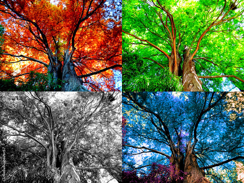 Colorful Foliage Whispers --- Photomontage 1 (x4)