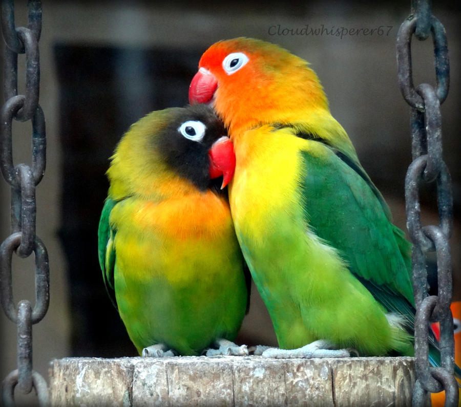 Eye Ring and Masked Lovebirds Agapornis Personatus