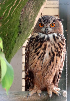 Majestic eagle owl playing hide-and-seek