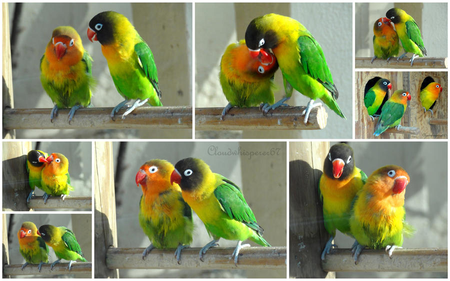 Kiss me if you can - by 2 adorable lovebirds