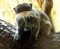 Funny squinting moustache tamarin