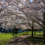 Under the Cherry Blossoms (sakura)