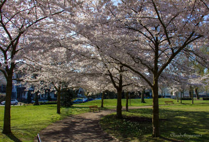 Under the Cherry Blossoms (sakura)